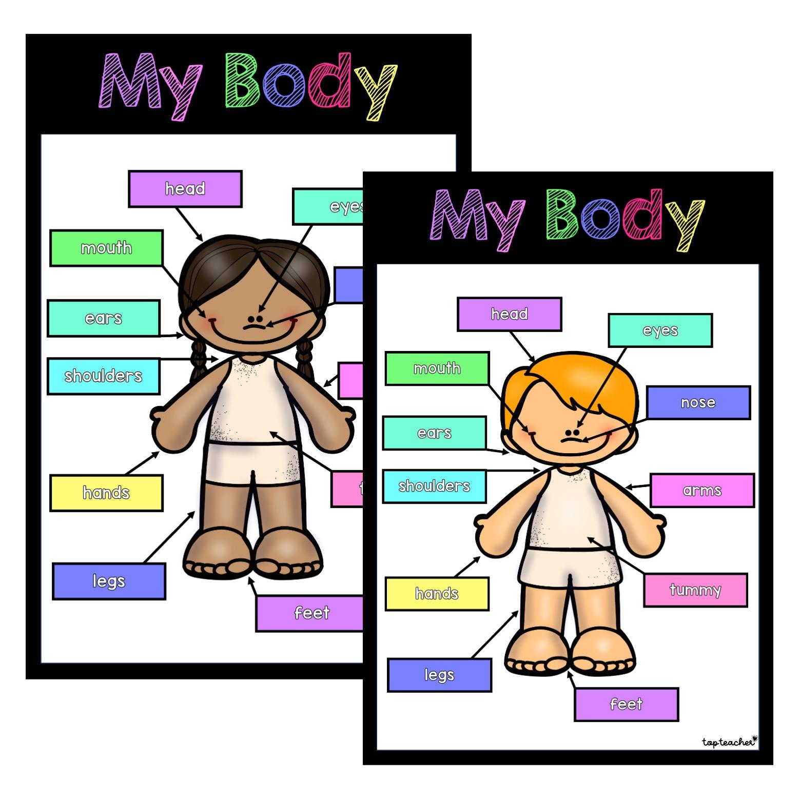 Human Body Poster Biology Diagrams