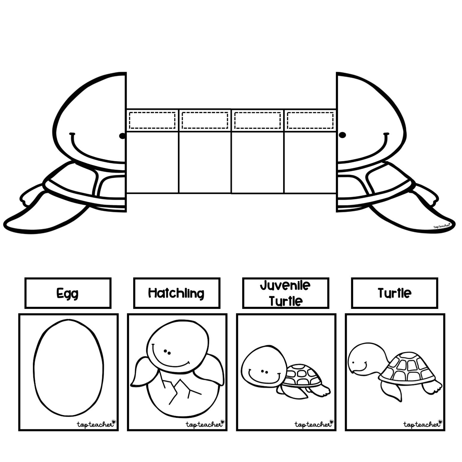 Turtle Life Cycle Foldable - Top Teacher turtle-life-cycle-foldable-top-teacher