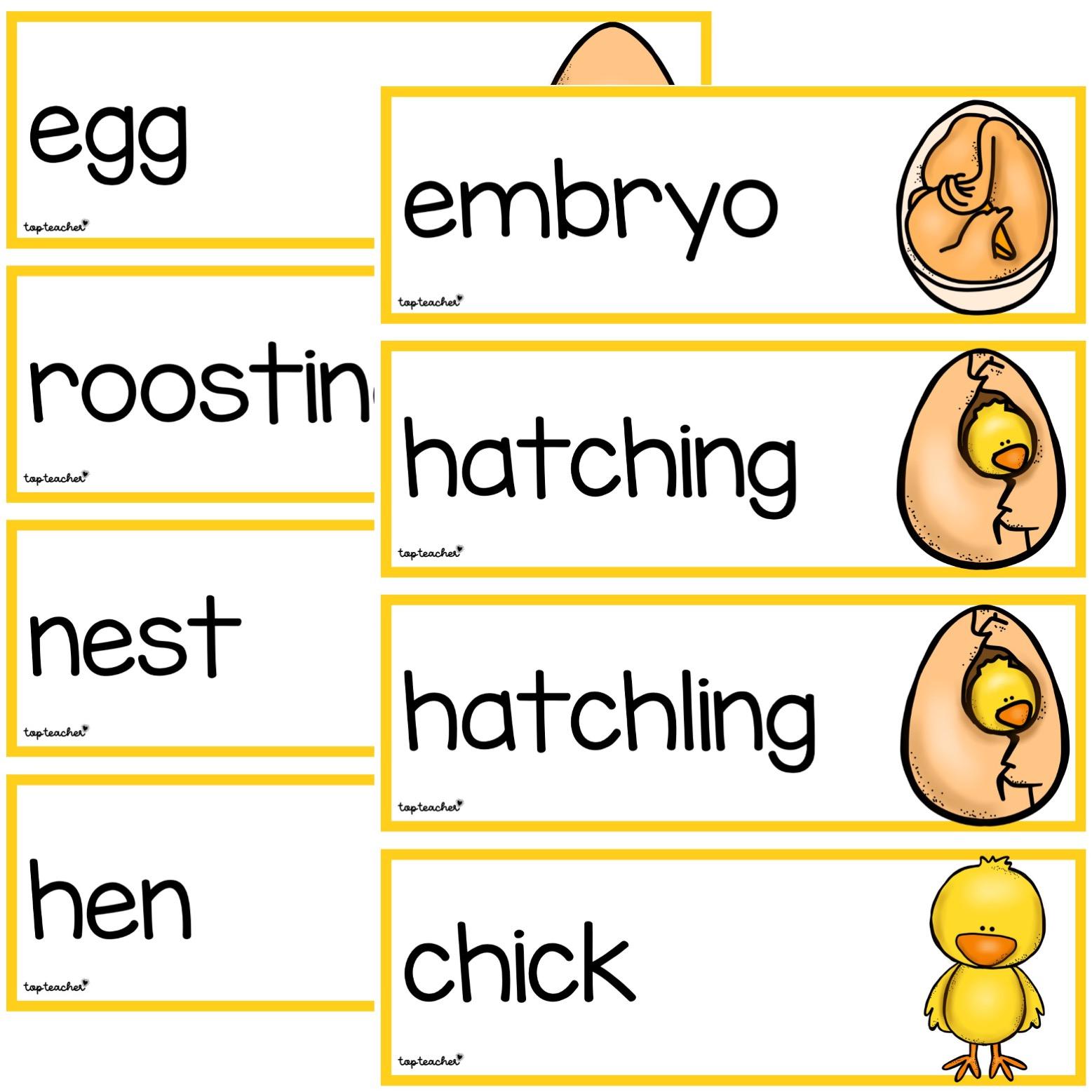 Chicken Life Cycle Word Wall Cards - Top Teacher