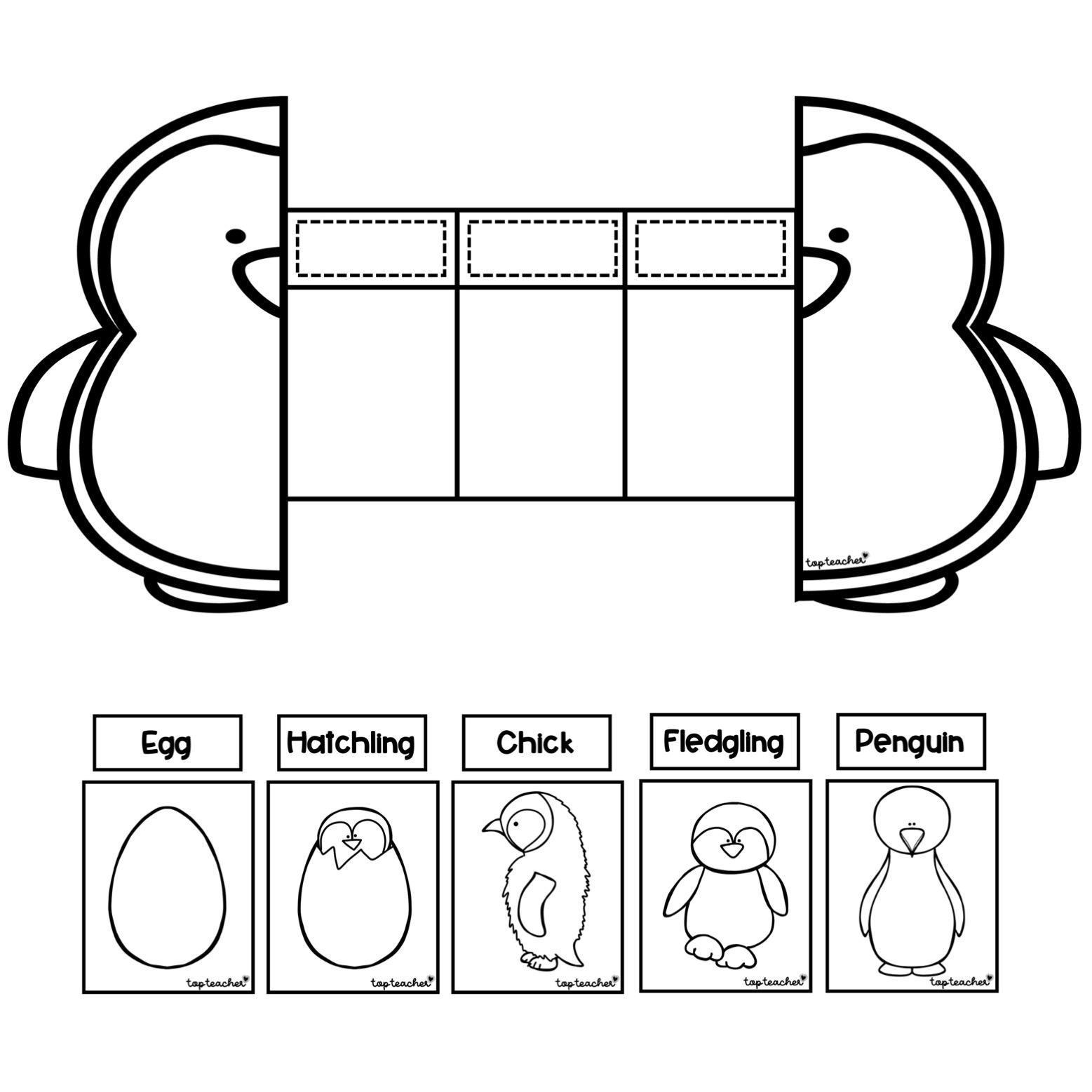 Penguin Life Cycle Foldable - Top Teacher 