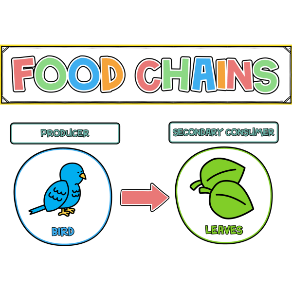 Food Chain Wall Display Biology Diagrams